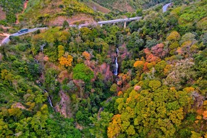 Mang Den Pass cloaked in vibrant hues as natural forests shed leaves