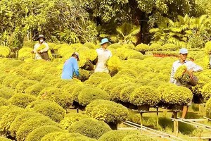 Tet flower villages race against time to meet Lunar New Year demand