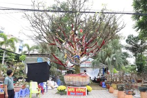 Ancient apricot blossom tree valued at VND3.7 billion draws crowds in Long Xuyen