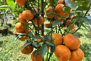 Lai Vung’s pink mandarins bloom into Tet luxury as demand outpaces supply