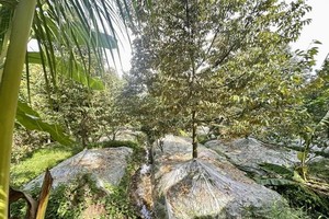 Dong Thap acts to shield 134,000 hectares of fruit from saline intrusion