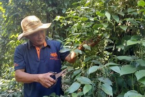 Pepper harvest brings high prices amid shrinking acreage