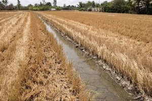 Southern region faces localized water shortages, rising saltwater intrusion