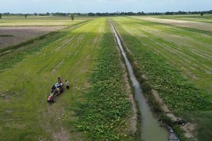 Ca Mau farmers’ pumpkins find buyers as rescue program gains momentum