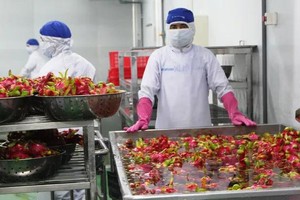 Vietnam clarifies EU inspection levels for dragon fruit exports