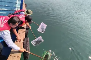 HCMC, Khanh Hoa release juveniles to mark fisheries sector anniversary