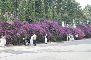 “Purple Road” in Ho Chi Minh City becomes hotspot for visitors
