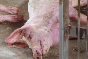 Vietnam races to counter new SAT-1 foot-and-mouth threat