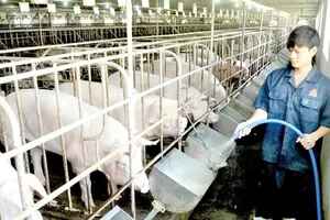 Pilot pork trading floor in HCMC advances transparency in food safety policy