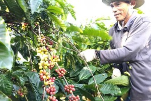 World Coffee Heritage Forum: A dialogue connecting coffee culture, knowledge