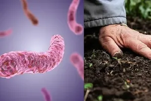 Health Ministry issues warning on Whitmore disease amid Thailand outbreak