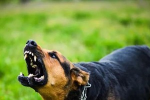 Three rabies deaths reported, health authorities issue urgent alert