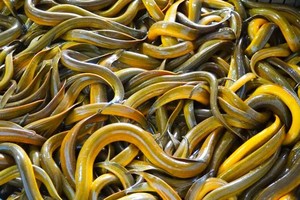 Mekong Delta eel farmers struggle as prices plunge, buyers stay away