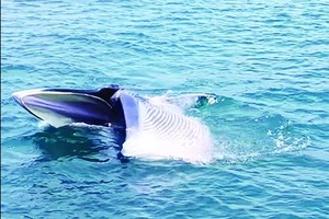 Whale and dolphin sightings signal marine recovery in South Central waters