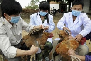 Vietnam launches national plan to combat livestock diseases
