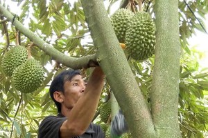 Durian prices collapse as oversupply and export bottlenecks hit farmers
