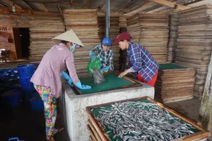 Mui Ne’s coastal communities thrive during anchovy season