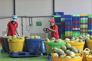 Vietnam confronts rice price slump as leaders push for US$74 billion export goal