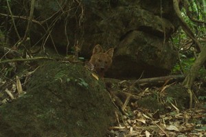 Rare wild dog recorded in central Vietnam for first time in over two decades