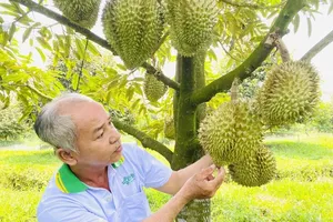 Low-emission farming pushed in Vietnam to meet global green standards