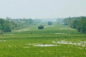 Water hyacinth growth chokes Mekong Delta shipping, drives up farming costs