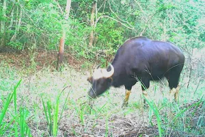 Rare wild cattle populations discovered in Dak Lak nature reserve