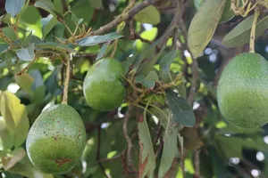 Avocado harvest fuels mobile trade in Gia Lai’s orchards