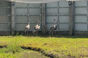 Tram Chim receives 6 more sarus cranes from Thailand