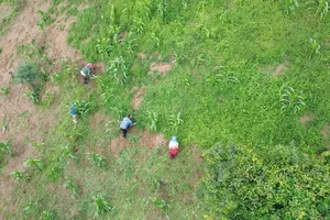 Xo Dang farmers struggle to meet demand for medicinal Javanese bellflower root