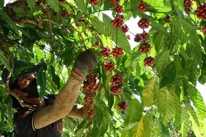 Vietnam coffee prices rise as tight supply and export demand lift market