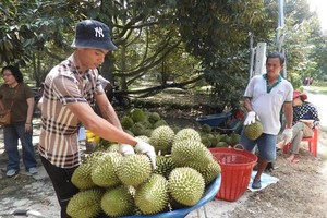 Durian prices drop as peak harvest outpaces demand