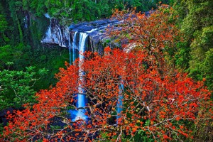 Hang En waterfall draws visitors with blooming silk cotton trees