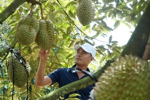 Ministry proposes planting area code approval as durian exports face pressure