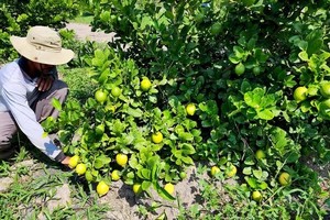 Seedless lemon prices plunge, green onion farmers see windfall