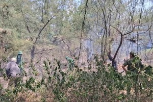 Three forest fires break out in Quang Tri Province amid extreme heat
