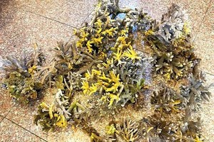 Tourists fined for illegal coral harvest in Nha Trang Bay