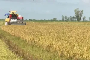 Rising rice prices lift farmers' profits in Tay Ninh Province