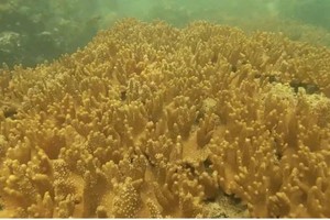 Rare coral species found in Ca Mau Marine Protected Area