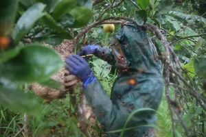 Hornet harvest in Quang Tri: Family risks lives for high-value pupae