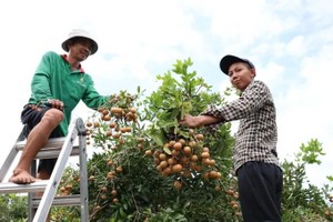 Phuoc Hai boosts value of specialty yellow-fleshed longan