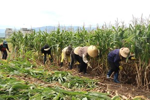 Jrai farmers harvest biomass maize along Ba river