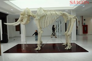 Biology Museum showcases rare Central Highlands specimens