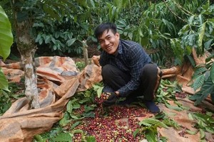 Vietnamese coffee exports poised for strong finish toward year-end
