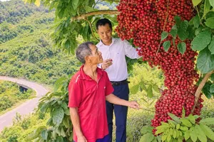 Wild Burmese grape brings seasonal windfall to Cor ethnic farmers in Quang Ngai