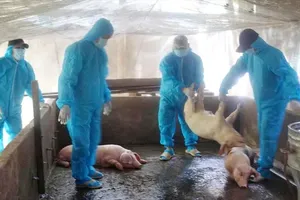 Southern localities step up fight against African swine fever