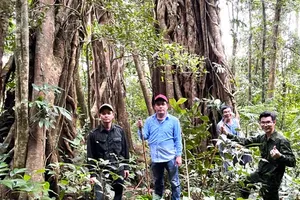 Quang Ngai Province prepares to enter carbon credit market