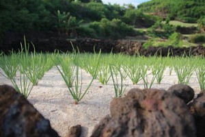 A garlic farm in Ly Son Island district in Quang Ngai Province. (Photo: VNA)