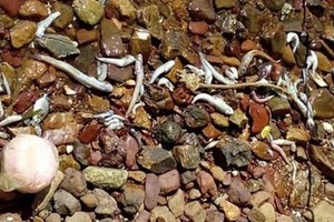 A large number of fish deaths on water surface 