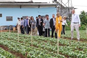 ueen Maxima of the Netherlands visits a farming model in Lam Dong province (Source: saigongiaiphong.vn)