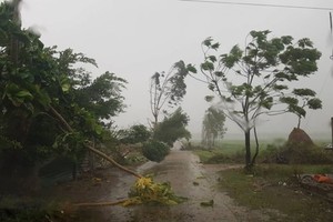 Trees are uprooted by strong wind